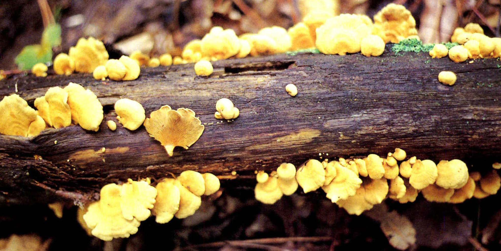 Crepidotus crocophyllus (Berk.) Sacc.